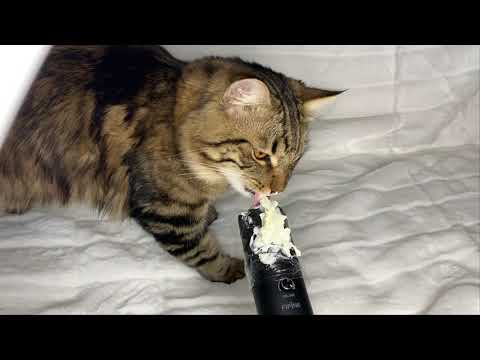 ASMR Cats Eating, Licking