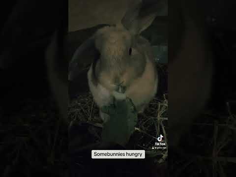 #asmr #bunny #crunchyasmr #cute #relaxing