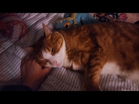 lofi cat asmr 
