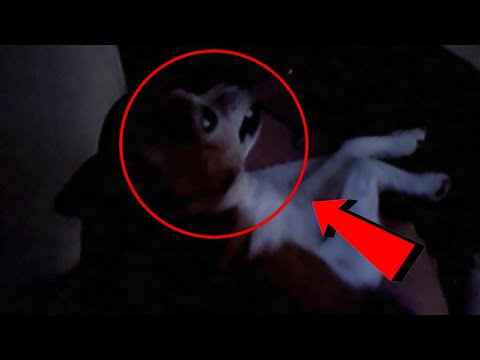 ASMR perro captado en cámara invadiendo República Dominicana