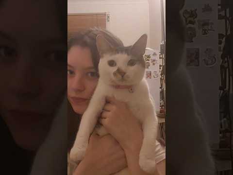 #asmrsounds #cat #foryou #foryou #asmrvideos #foryoupage #fypシ゚ #shorts #fypyoutube #blooper