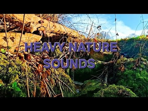  When Nature Wakes Up Again Meditation Relaxing Nature Sounds for Sleep, Study & Meditation (1 Hour)