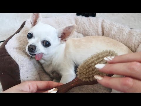 ASMR | Doing ASMR on my dog 🐶 (VERY RELAXING!)