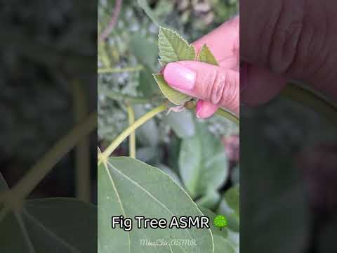 ASMR With a Fig Tree 🌳#asmrscratching #outdoorasmr #naturesounds