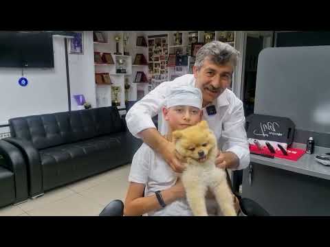 ASMR MASSAGE FOR MY YOUNG FAN AND HIS POMERANIAN DOG