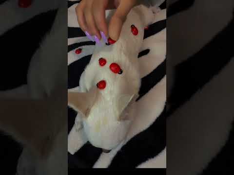 Molly 😍 #asmr #hsyasmr #asmrsounds #chiuahua #fyp