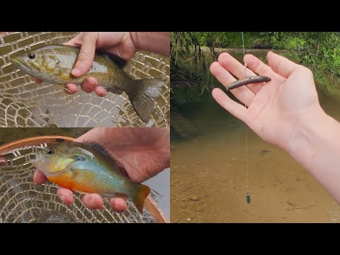 Drop Shot Fishing (for the first time) in a Creek ASMR