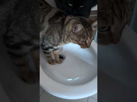 #youtube #asmr #relax #shorts #shortsyoutube #short #shortsfeed #shortsvideo #shortsviral #cat  ❤️