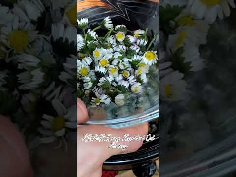 ASMR How to make Daisy Essential Oil