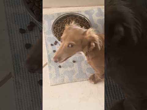 ASMR BABY FAITH ENJOYING HER FOOD #asmr #asmrdog #asmreating