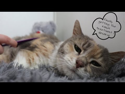 Adorable Cat Purrs herself to sleep while being petted and combed