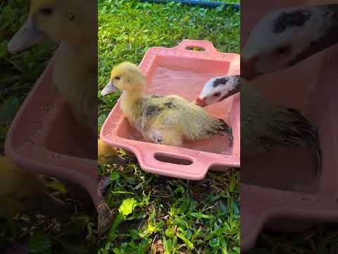 DUCKLINGS💕#ducks #duckling