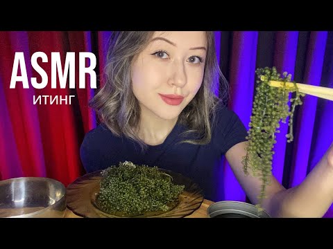 АСМР Итинг Морской Виноград | ASMR Eating Sea Grapes