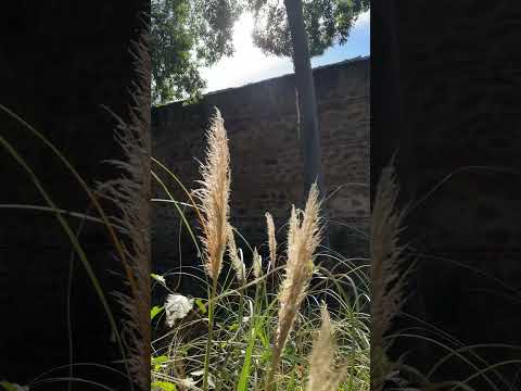 Reed Medicine of October #celticyear #celtic #naturesounds