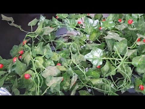 pest control bugs ASMR role play, ladybug infestation relocating