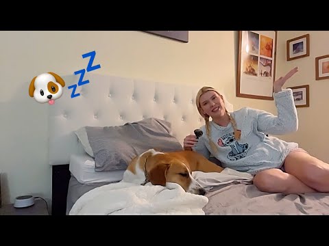 Giving my Dog ASMR until she Falls Asleep 🐶 ft Winnie the BIG Beagle