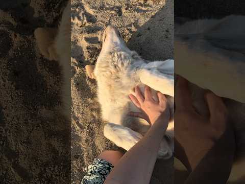 Reiki session on the house #reiki #healing #dogs