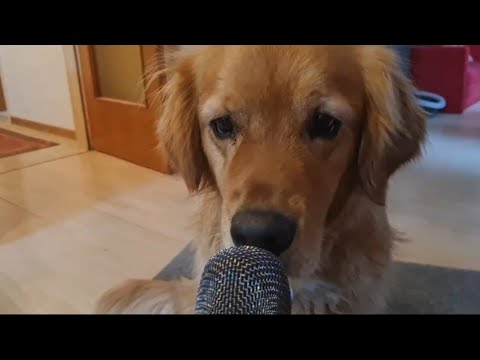 Cute Dog Asmr 🐶