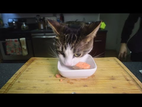 Filming ASMR MUKBANG with my Cat | Fail |