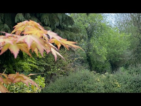 ASMR outside in my garden at night with water sounds