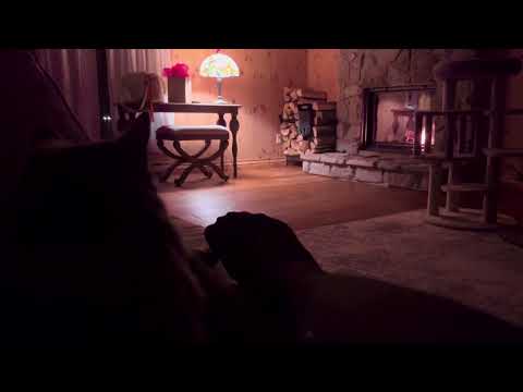 ASMR more feet in nylons with my cat by the fire