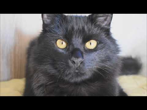 Cat Purring ASMR for sleep