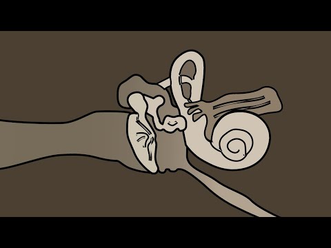𝗔𝗦𝗠𝗥 L👂←→👂R  /  From 고막 To 고막