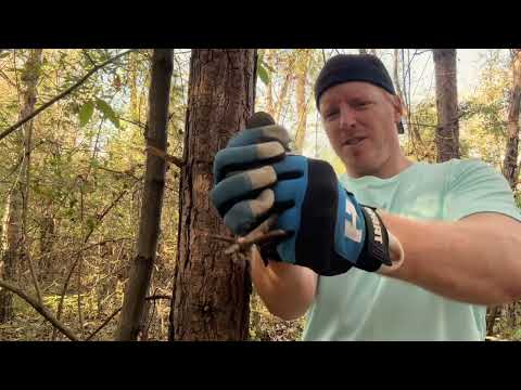 ASMR | Giving a Tree a Massage