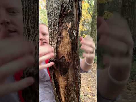 ASMR | Giving a tree a massage in the rain #asmr