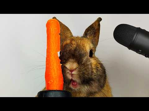 Rabbit Eating Carrot ASMR 🥕🐰 (So Satisfying!)