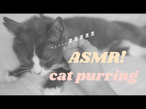 ASMR Cat PURRING // 10 minutes of continuous purring 고양이 그르렁