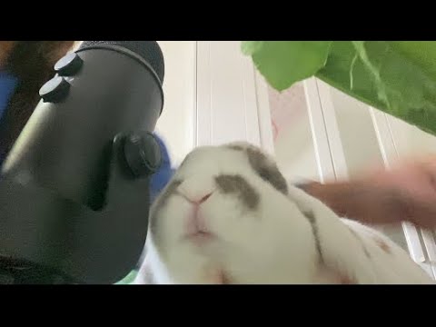 Bunny eating asmr 🐰 🫶🏼