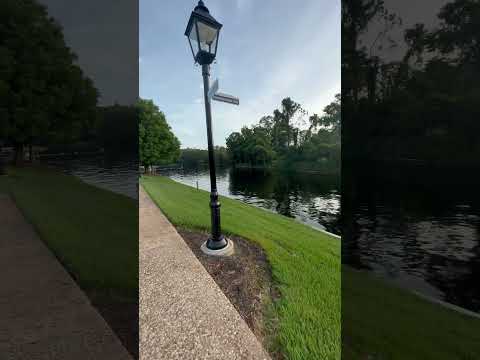 ASMR Stroll through Disney with me ✨#asmr #asmrsounds #asmrvideo #disneyasmr #natureasmr #walkwithme