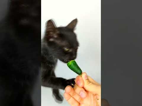 ASMR Cat Eating Cucumber 🥒