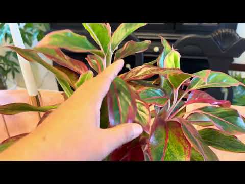 ASMR | Relaxing House Plants Tour, With Whispering 😆🌱 Hope You Like It!