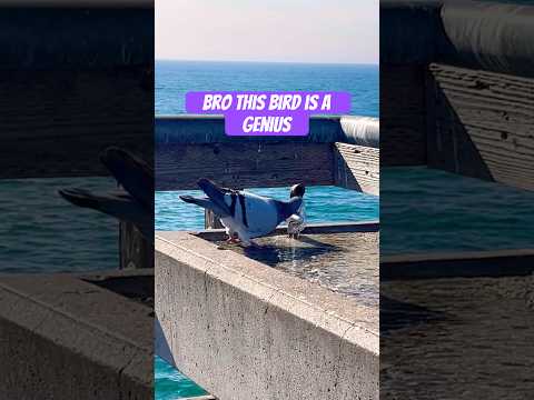 A lil ASMR at the beach + a bird cameo 🐦 🏖️ #asmr #fallintoshorts #beach