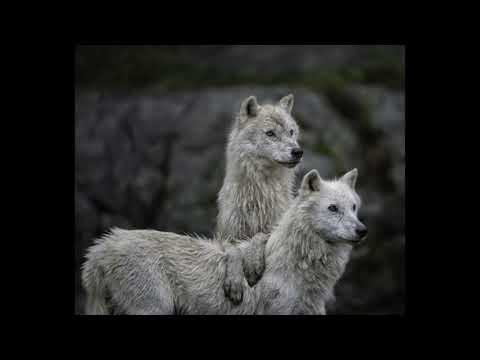 Wolf sleep guard brings you peace/wolf asmr/furry asmr