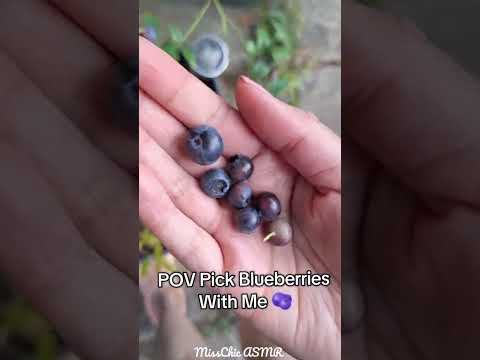 ASMR POV Pick Blueberries With Me 🫐 #asmrsounds #naturesounds #pov #asmrshorts #blueberries