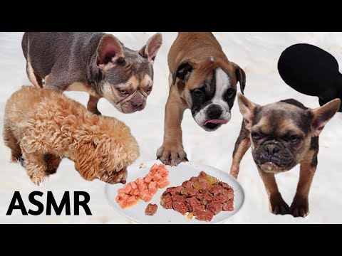 Dogs Eating Food ASMR Mukbang