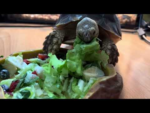 ASMR| My turtle is having breakfast| Черепашка завтракает🫶🏻🥗
