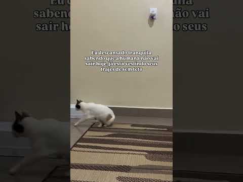 😮 💨 Ufaa  #gatos #gatinhaestrelinha #gato #petsfofinhos #pets #orelhadegato #memes #cachorro