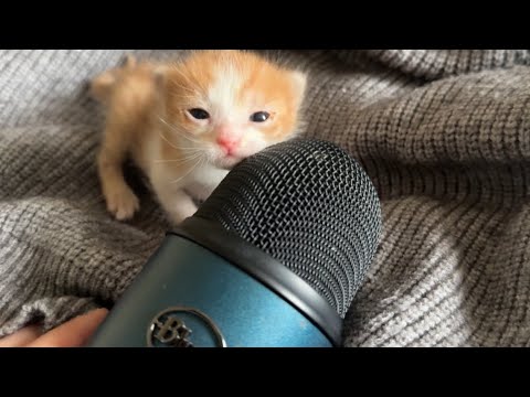 Can These Tiny Kittens Make You Smile?
