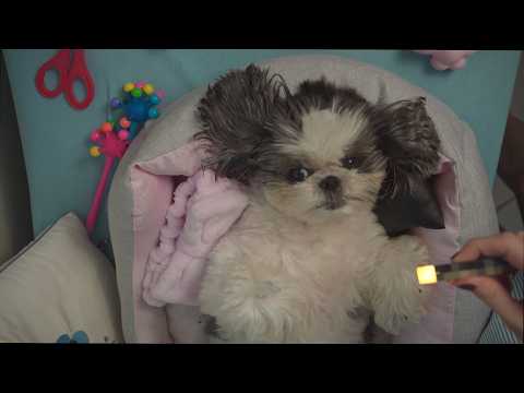 ASMR SPA na minha cachorra Angel | tratamento de princesa para cães dormirem