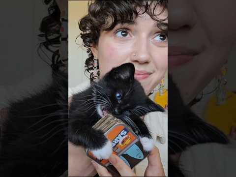 the CUTEST asmr you'll see today 🥹😽💕 #kittens #asmr #storytime