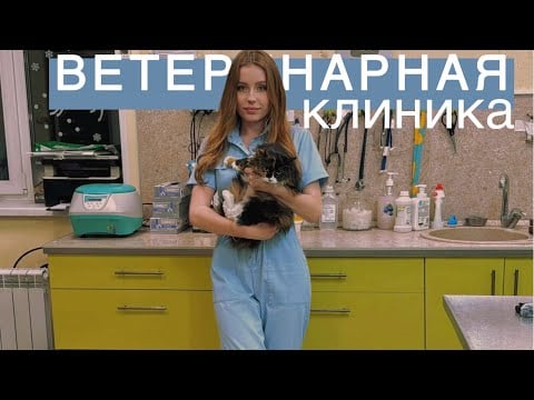 АСМР ВЕТЕРИНАРНАЯ КЛИНИКА 🐈 | Veterinary clinic ASMR 🐱