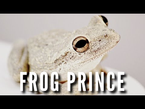 THE FROG PRINCE by The Brothers Grimm 1812 | ASMR Reading for Sleep, Anxiety, and PTSD