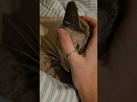 Cat ASMR #cat #asmrsounds #tingles