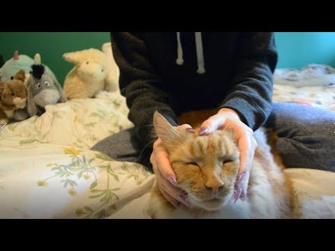 ASMR 🐱Kitty Medical Check Up with Pancake