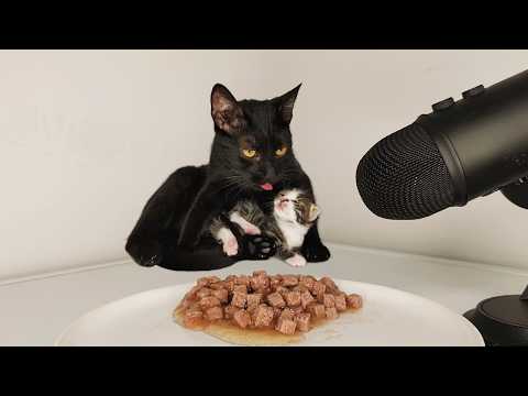 Baby Kitten and Mother Cat Eating Food ASMR