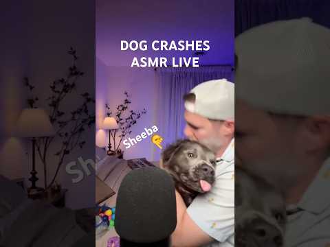 Dog crashes ASMR stream 🐶